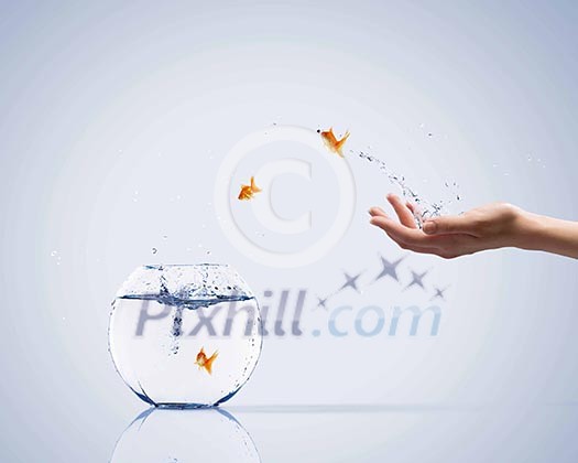 Aquarium with gold fish jumping out of water Aquarium with gold fish jumping out of water