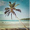 Vintage retro hipster style travel image of tropical paradise idyllic beach with palm with grunge texture overlaid. Sri Lanka