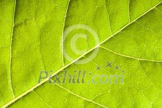 Green leaf close up Green leaf close up