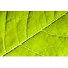 Green leaf close up