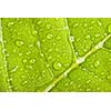 Green leaf with water droplets macro