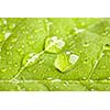 Green leaf with three big water droplets macro - shallow DOF