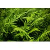 Fern