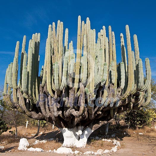 Giant cactus in Mexico Giant cactus in Mexico