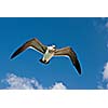 Seagull flying in the air