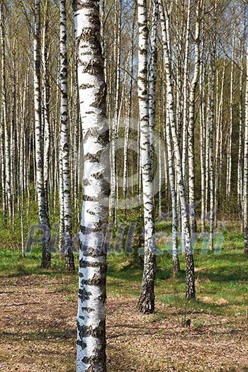Birch grove in spring Birch grove in spring