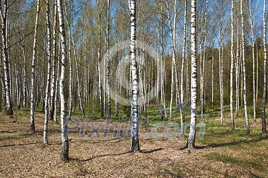 Birch grove in spring Birch grove in spring