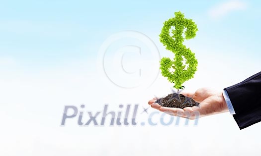 Image of human hands holding plant shaped like dollar Image of human hands holding plant shaped like dollar