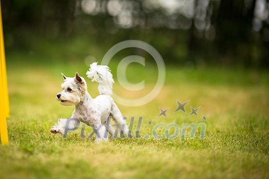 Cute little dog doing agility drill - running slalom, being obediend and making his master proud and happy Cute little dog doing agility drill - running slalom, being obediend and making his master proud and happy
