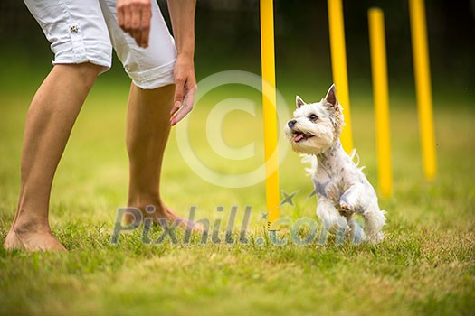 Cute little dog doing agility drill - running slalom, being obediend and making his master proud and happy Cute little dog doing agility drill - running slalom, being obediend and making his master proud and happy