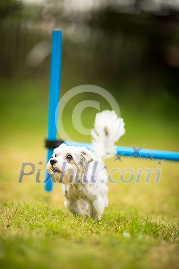 Cute little dog doing agility drill - running slalom, being obediend and making his master proud and happy Cute little dog doing agility drill - running slalom, being obediend and making his master proud and happy