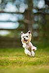 Cute little dog doing agility drill - running slalom, being obediend and making his master proud and happy