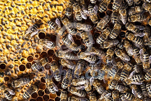 Macro shot of bees swarming on a honeycomb Macro shot of bees swarming on a honeycomb