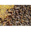 Macro shot of bees swarming on a honeycomb