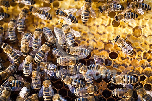 Macro shot of bees swarming on a honeycomb Macro shot of bees swarming on a honeycomb