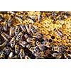 Macro shot of bees swarming on a honeycomb