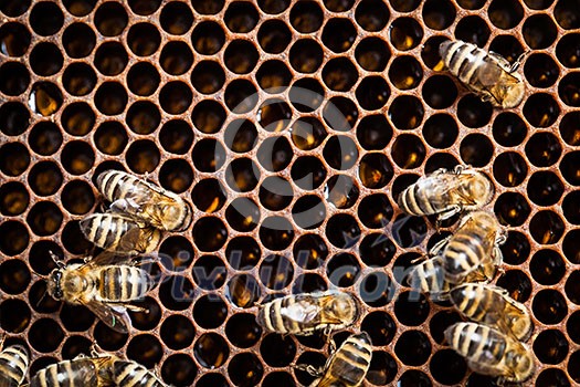 Macro shot of bees swarming on a honeycomb Macro shot of bees swarming on a honeycomb