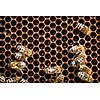 Macro shot of bees swarming on a honeycomb