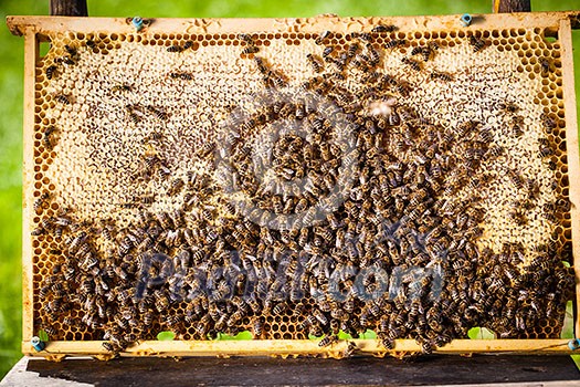 Macro shot of bees swarming on a honeycomb Macro shot of bees swarming on a honeycomb