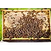 Macro shot of bees swarming on a honeycomb