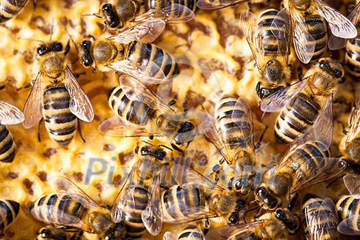 Macro shot of bees swarming on a honeycomb Macro shot of bees swarming on a honeycomb