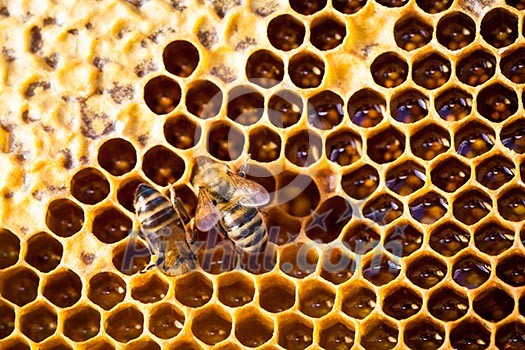 Macro shot of bees swarming on a honeycomb Macro shot of bees swarming on a honeycomb