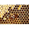 Macro shot of bees swarming on a honeycomb