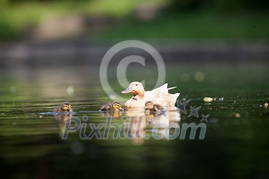cute duck family on a pond cute duck family on a pond