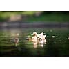 cute duck family on a pond
