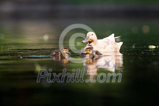 cute duck family on a pond cute duck family on a pond