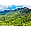 Tea plantations. Munnar, Kerala, India