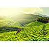 Tea plantations in morning fog. Munnar, Kerala, India