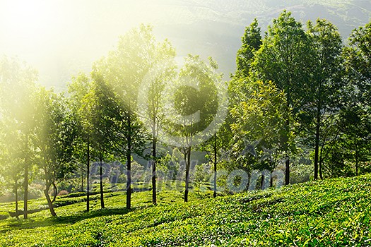 Tea plantations in morning fog. Munnar, Kerala, India Tea plantations in morning fog. Munnar, Kerala, India