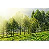 Tea plantations in morning fog. Munnar, Kerala, India