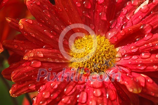 Gerbera flower close up with water droplets on petals Gerbera flower close up with water droplets on petals