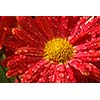 Gerbera flower close up with water droplets on petals