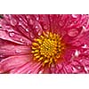 Dahlia flower close up with water droplets on petals