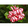 Tropical flowers with morning dew