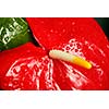 Red Anthurium flower. Shallow depth of field, selective focus on the base of spadix