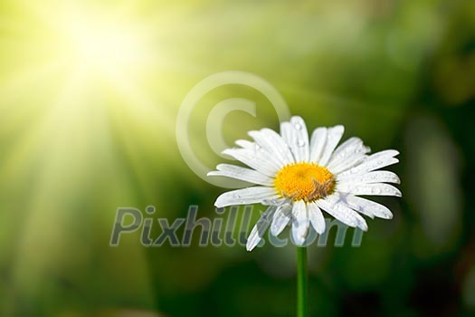 White chamomile with water drops macro in field White chamomile with water drops macro in field