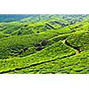 Tea plantations. Munnar, Kerala, India