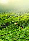 Tea plantations in morning fog. Munnar, Kerala, India