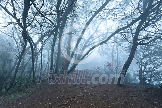 Misty scary forest in thick fog Misty scary forest in thick fog