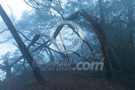 Misty scary forest in thick fog Misty scary forest in thick fog