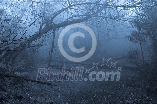 Tropical forest in thick fog Tropical forest in thick fog
