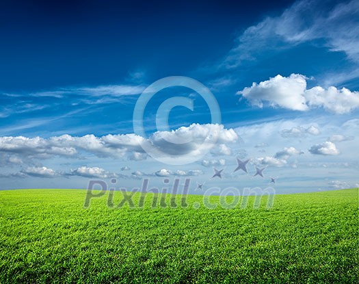 Field of green fresh grass under blue sky Field of green fresh grass under blue sky