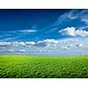 Field of green fresh grass under blue sky