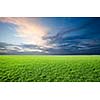 Field of green fresh grass under blue sky
