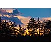 Silhouettes of trees on sunset