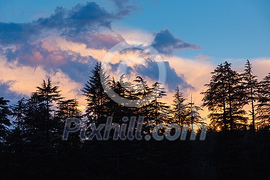 Silhouettes of trees on sunset in Himalayan mountains Silhouettes of trees on sunset in Himalayan mountains